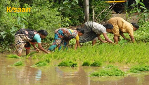 पिछले वर्ष की तुलना में फसल रोपण 4.8% बढ़ा पिछले वर्ष की तुलना में फसल रोपण 4.8% बढ़ा